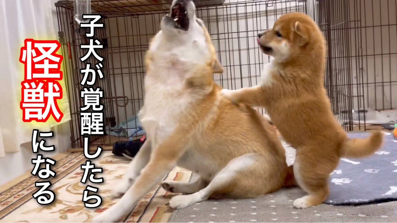 か弱い子犬が怪獣に覚醒したらこんな感じです！柴犬子犬生後４６日笑太郎w
