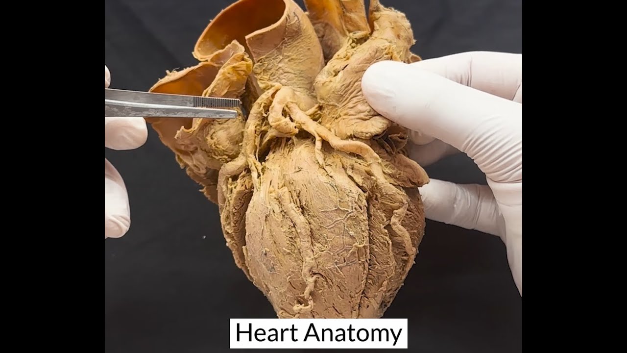 Heart Anatomy