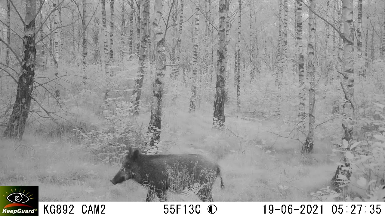 KeepGuard KG892 20MP HD 4G LTE. Group of Wildboar. Date: 2021-06-19