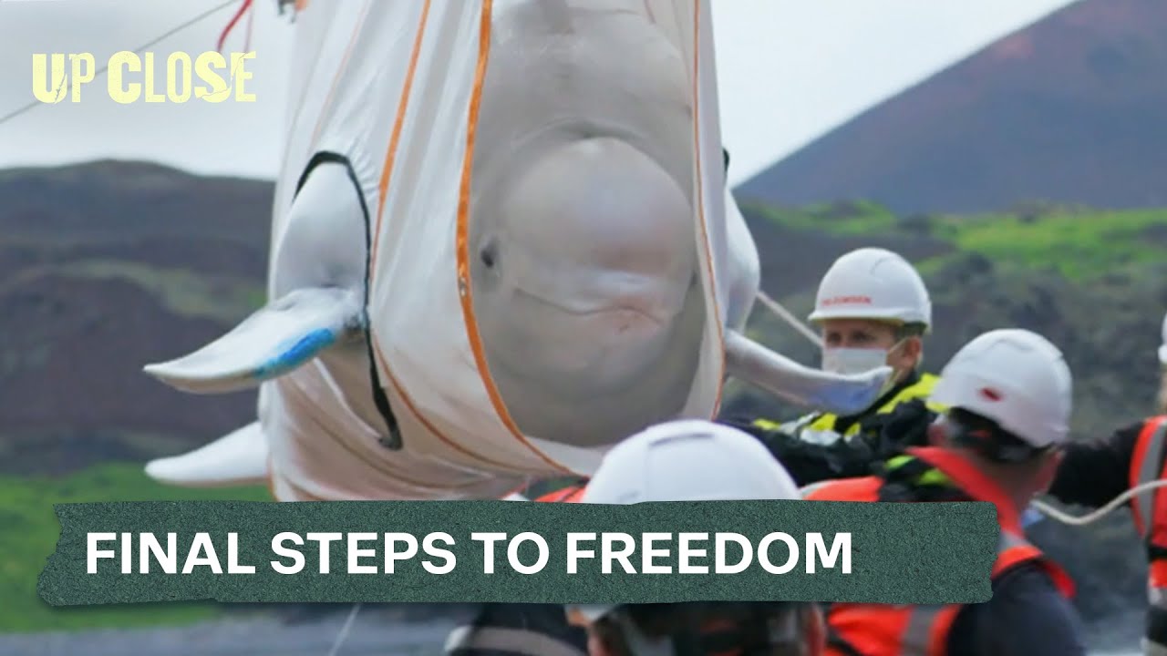 The Emotional Saga of Two Beluga Whales | John Bishop's Great Whale Rescue Ep.1 | Up Close