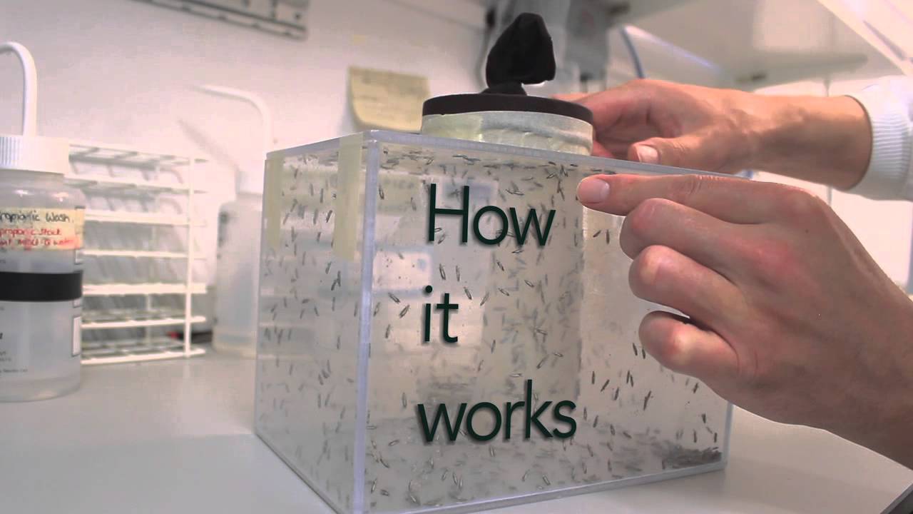 Oxitec's GM lab work on the diamondback moth