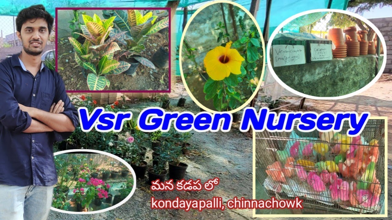 🌿 VSR GREEN NURSERY| ప్లాంట్ నర్సరీ – తెలుగు వివరాలు| Vsr Green Nursery| plant nursery| కడప| 