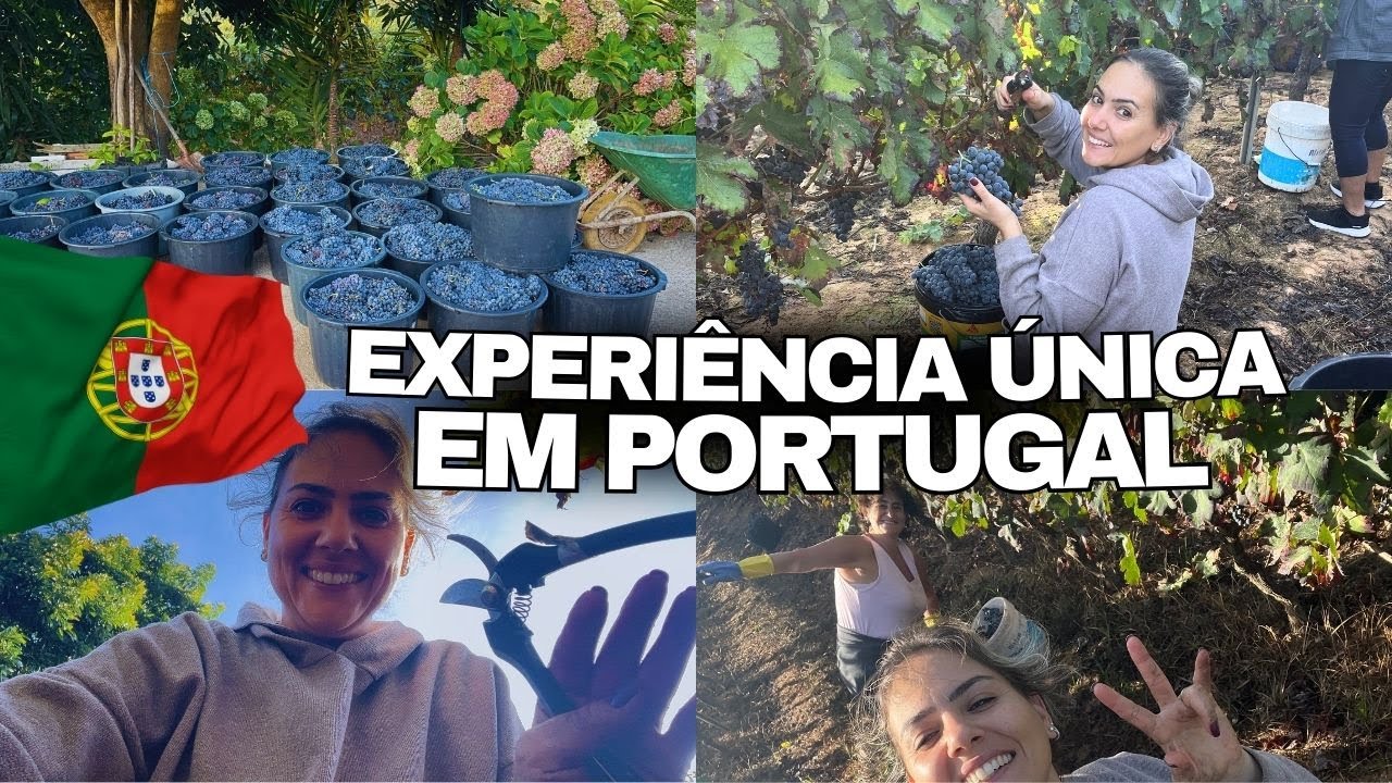 NUNCA IMAGINEI PASSAR POR ISSO EM PORTUGAL 😍🍇 | Primeira Vez Colhendo Uvas