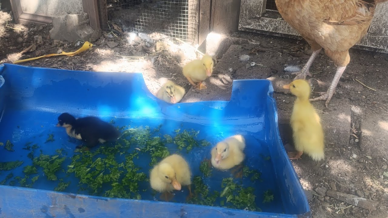 Ördek civcivlerinin havuz keyfi / Kümeslere tünek yaptım