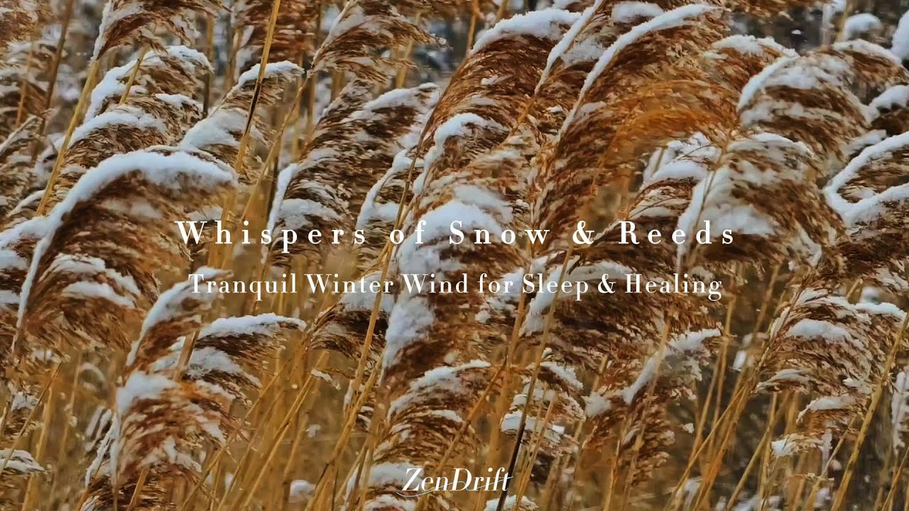 Snowy Reeds & Winter Wind for Sleep & Stress Relief ⎸ 下雪芦苇 &middot; 冬日风声助眠疗愈白噪音
