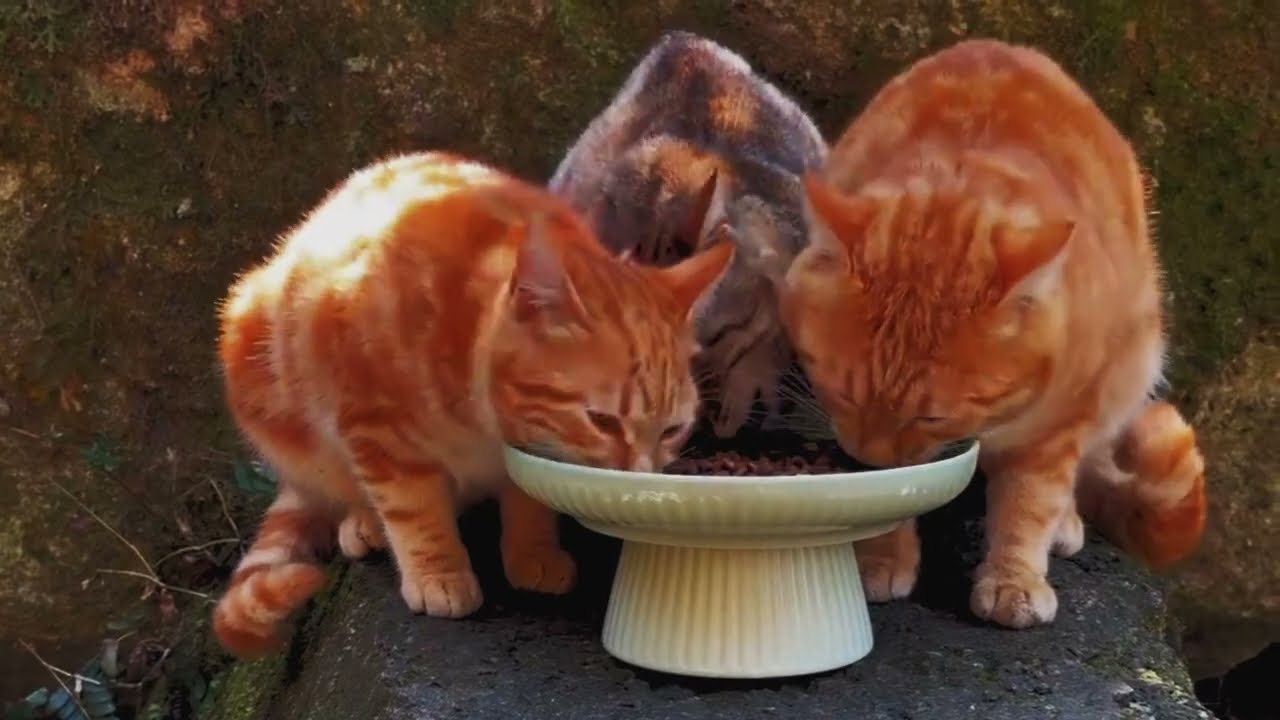 The SHOCKING Truth About CATS vs Snakes | pets With Aleyna