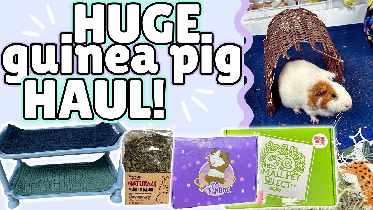 I Spent $500 on My Guinea Pigs! | The Pig Room, Chewy, SPS, and more!