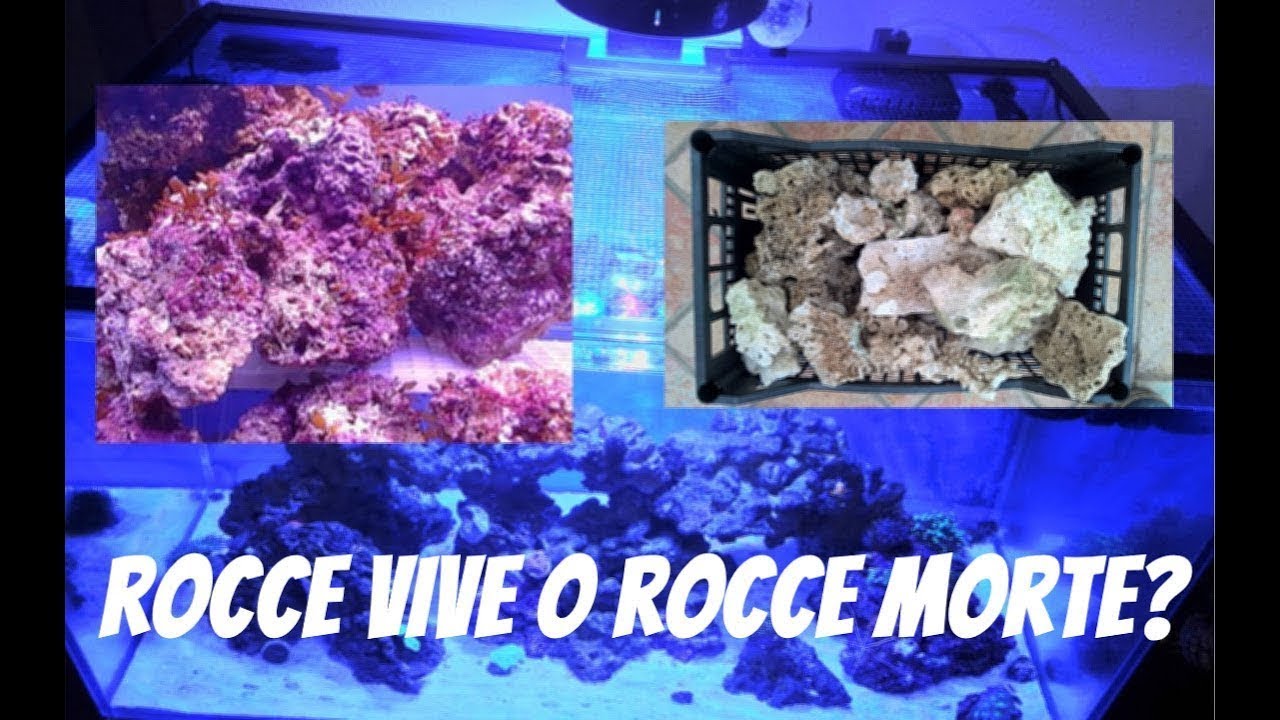 Rocce vive o Rocce morte? ACQUARIO MARINO #FONDAMENTI 1