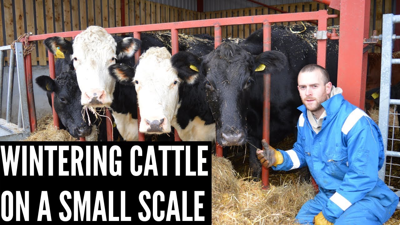 Wintering cattle on a small scale