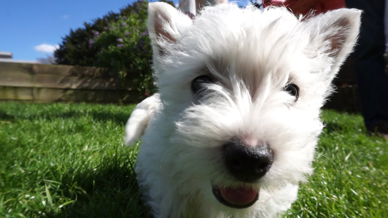 CUTE WEST HIGHLAND TERRIER PUPPIES - Hattie the Westie