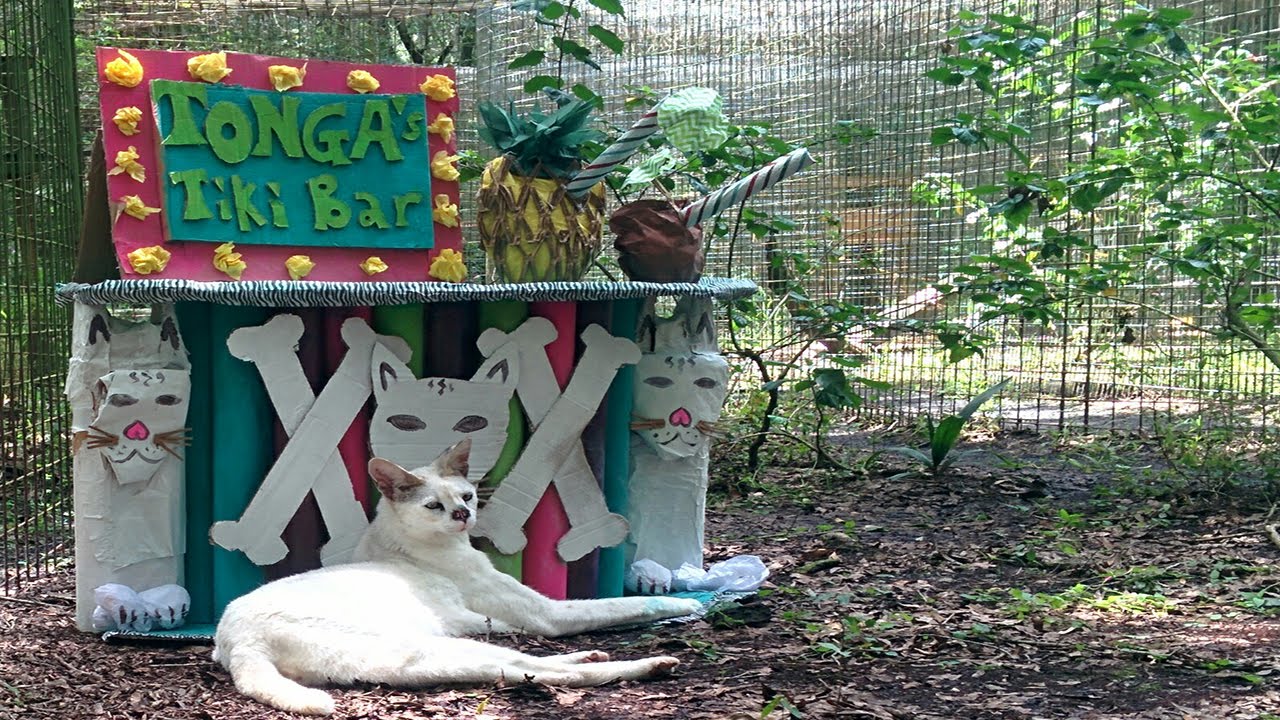 Life's A Beach At Big Cat Rescue