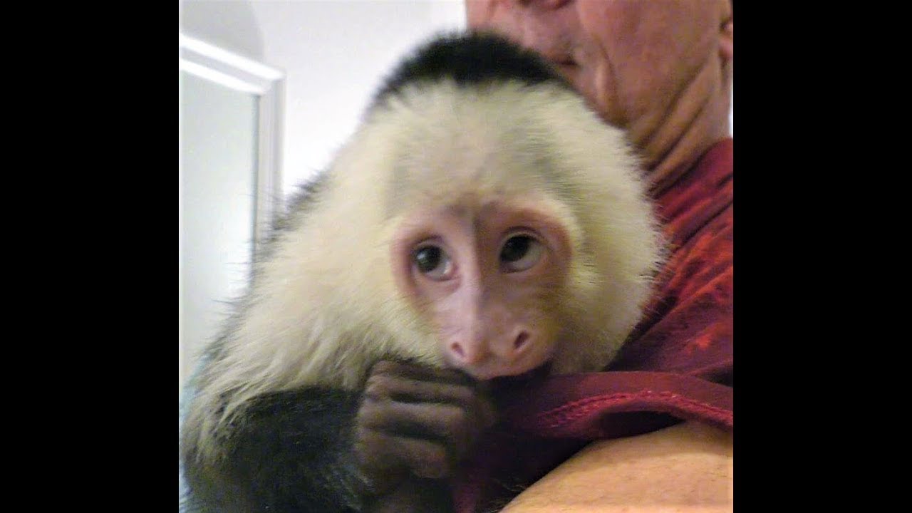 Pet Monkey Baby Takes a Bath