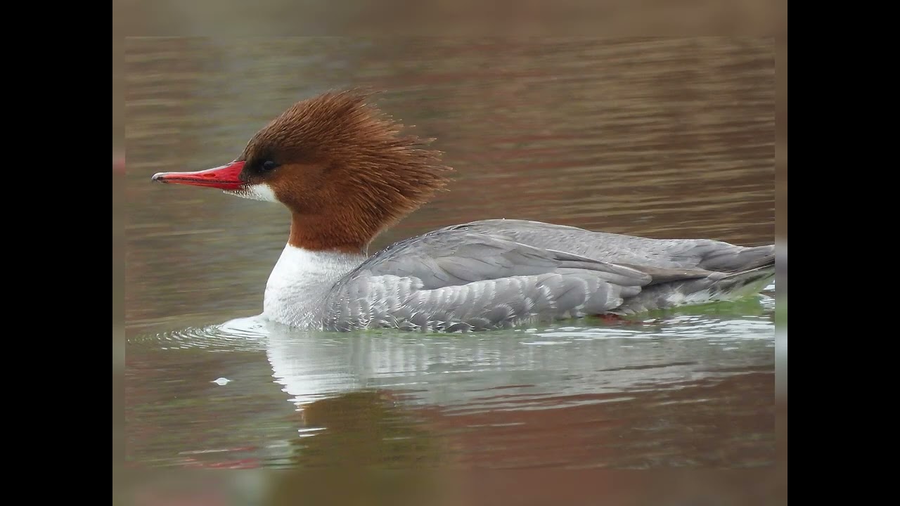 Common Mergansers