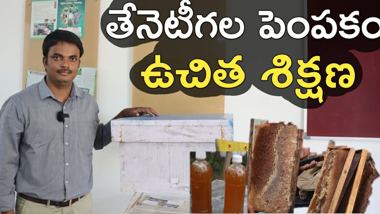 తేనెటీగల పెంపకంలో ఉచిత శిక్షణ | Free Honey Bee Training