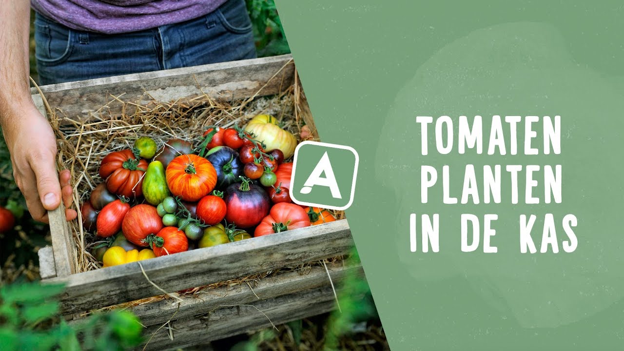 Tomaten planten in de kas: zo verkrijg jij vroeger én meer tomaten I Angelo Dorny