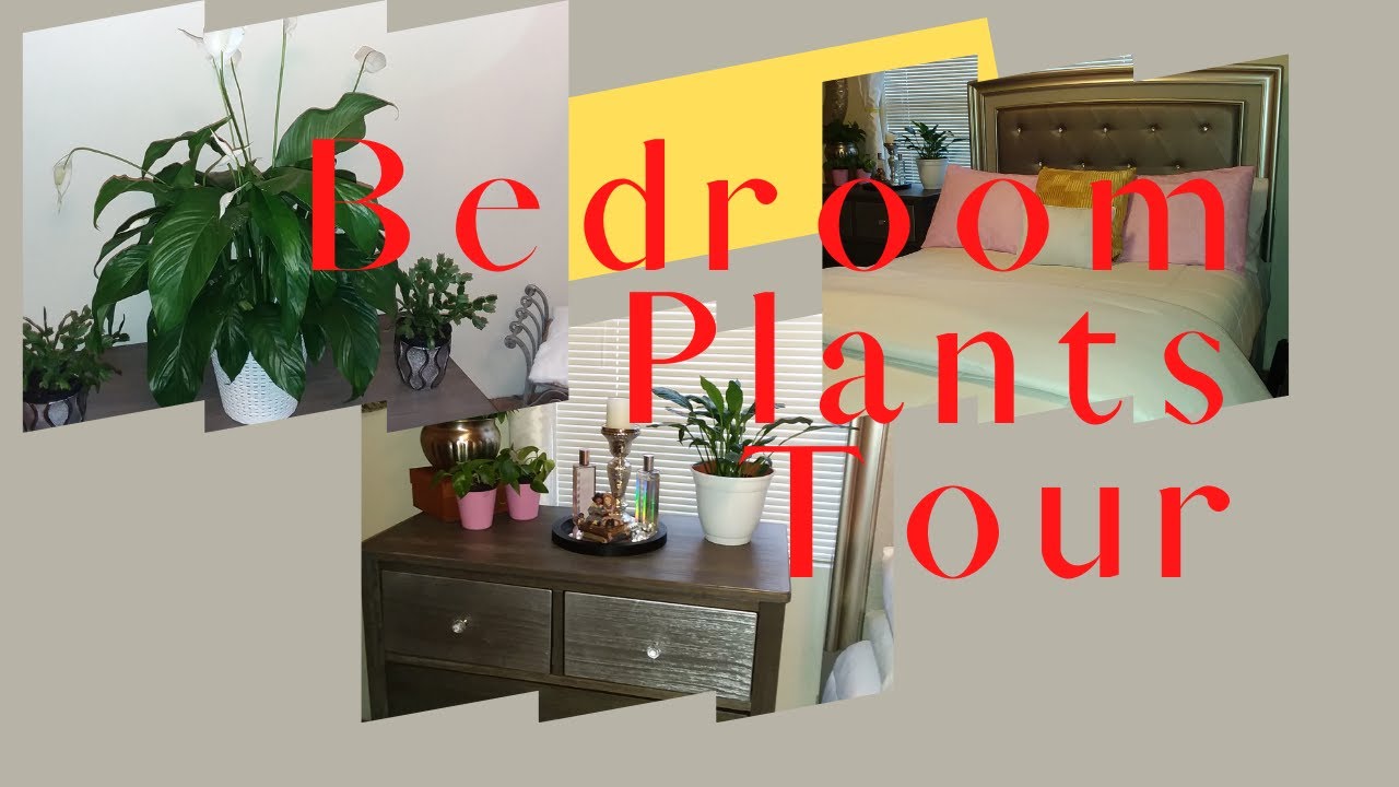 House Plant Tour : Master Bedroom Plant Tour