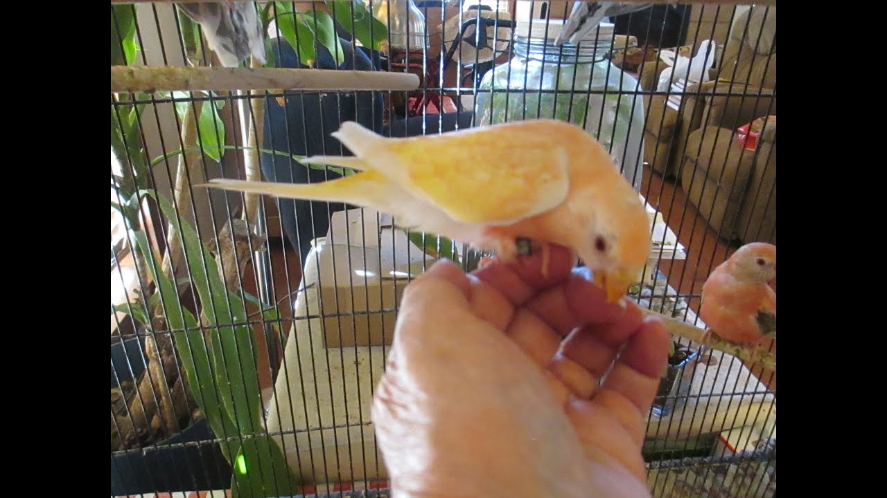 Bourke Parakeet Youngsters Hatched Summer, 2023