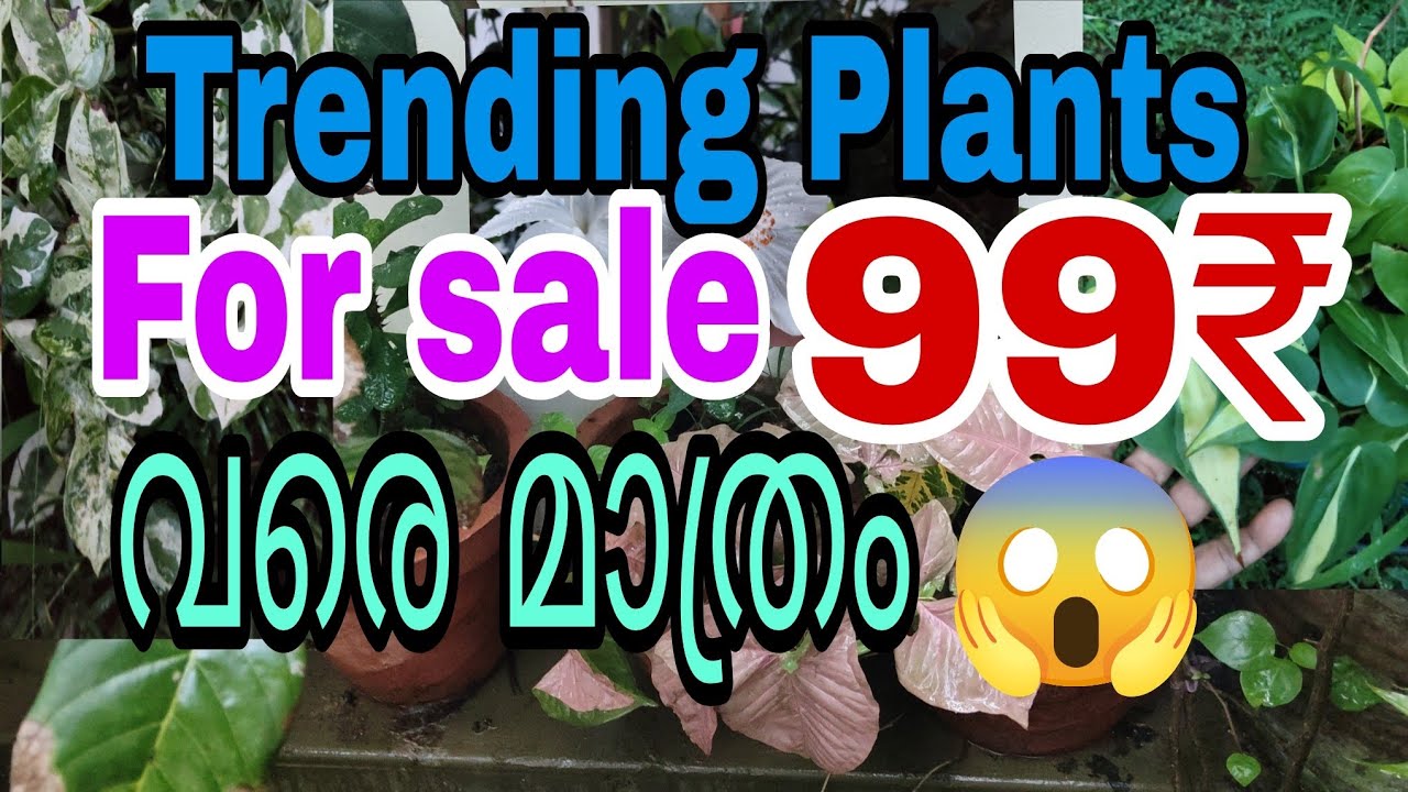 100 രൂപയിൽ താഴെമാത്രം വിലവരുന്ന പ്ലാന്റ്സുകൾ 😱😱|Tasty world 