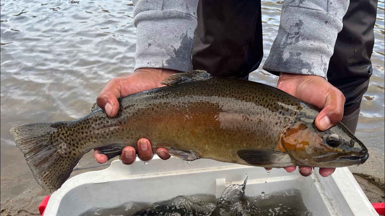 TROUT ON FIRE LAKE GREGORY/ TRuChas en LaKe Gregory with MagicSpoons and friends#trout #fishing