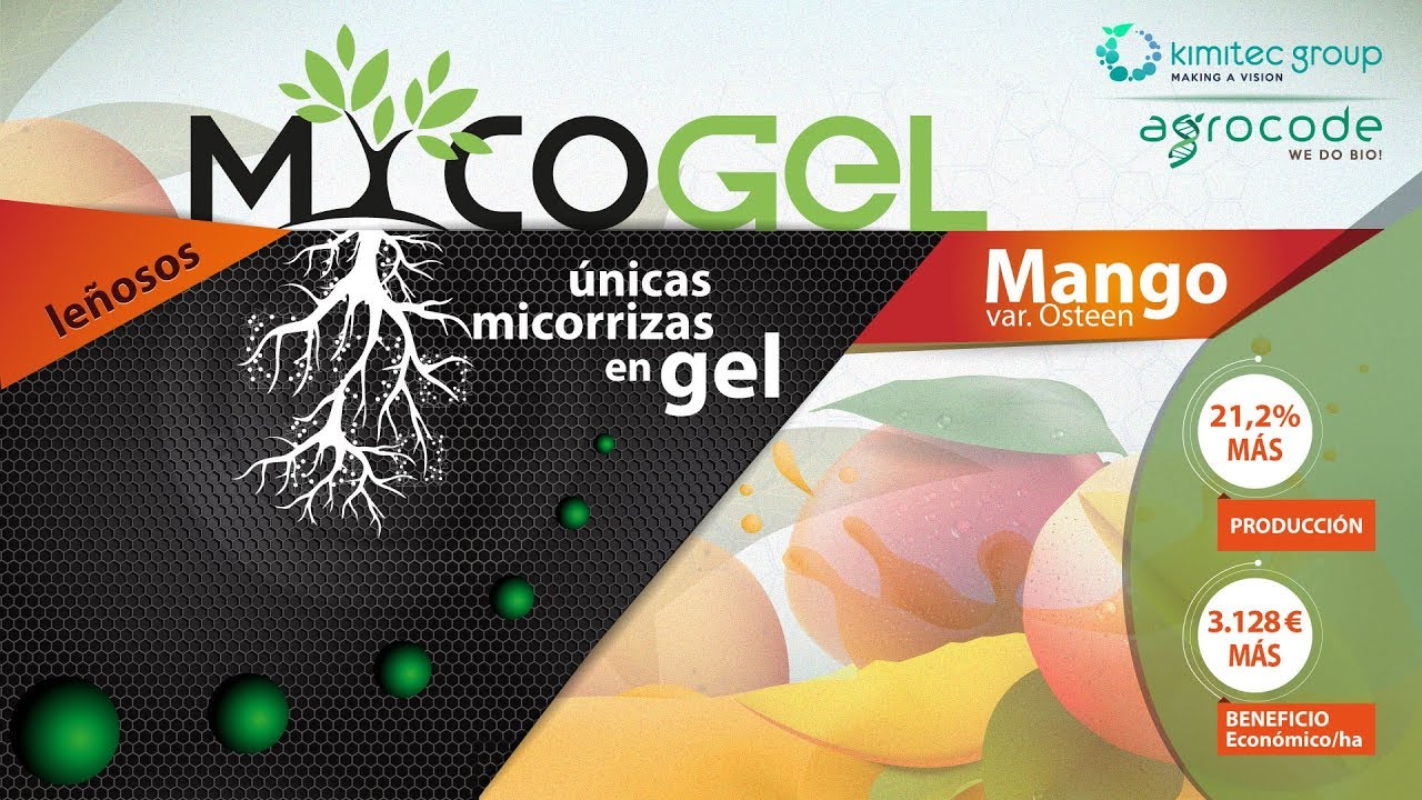 Ensayo Mycogel en Mango | Kimitec Group