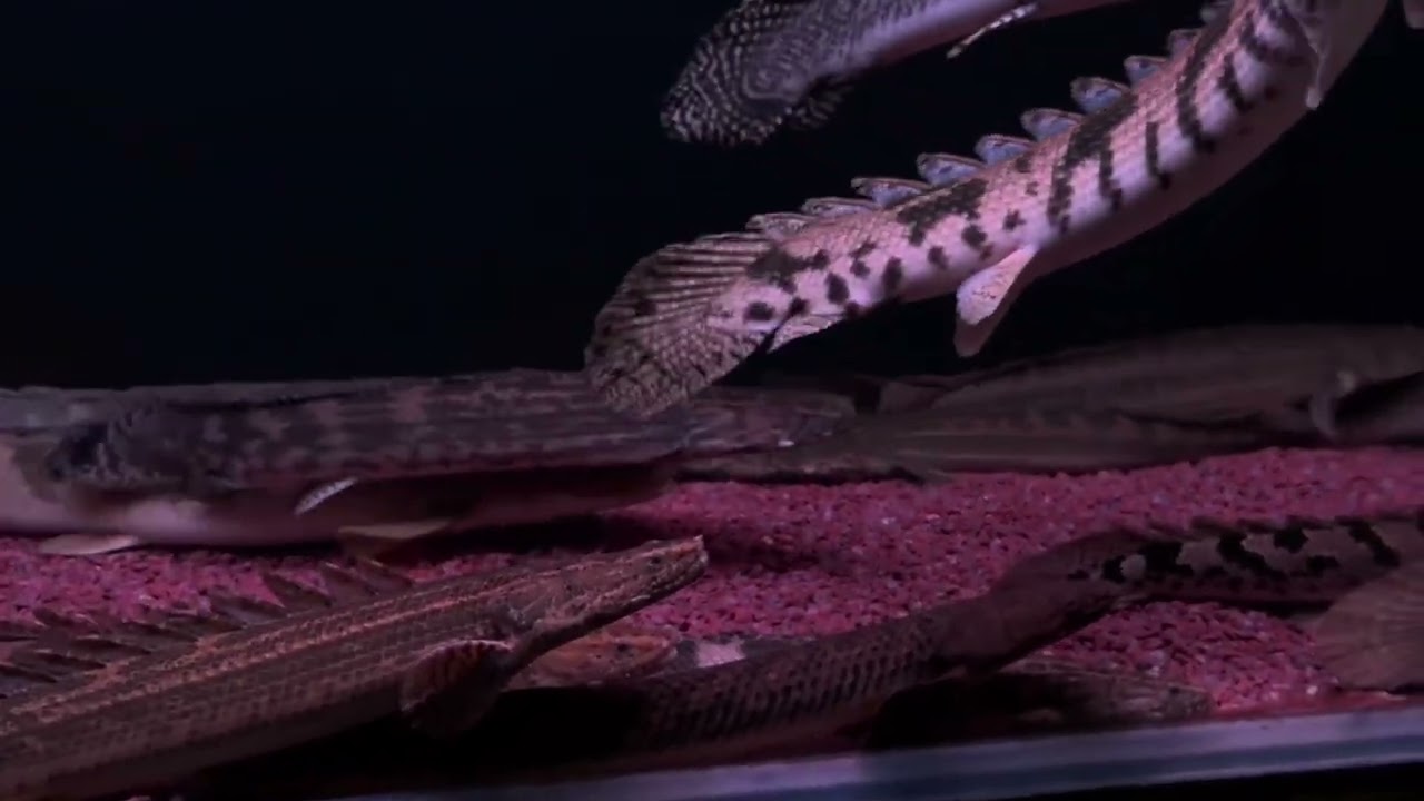 古代魚水槽 底棲魚 #恐龍魚 #polypterus #水族館  #熱帶魚  #龍魚#台灣vtuber