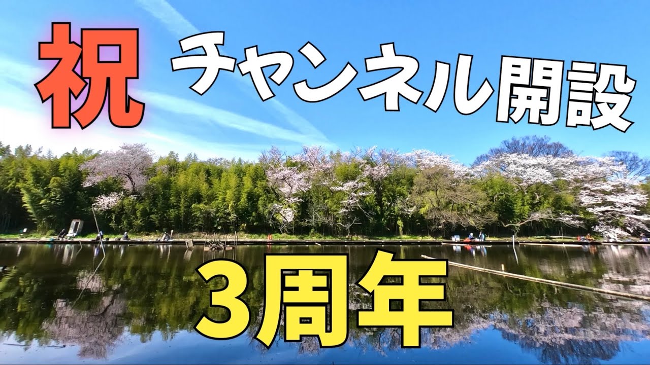 【祝3周年】満開の桜を見ながら、ヘラブナの優しさに感謝する【へらぶな釣り】道満河岸へら釣り場