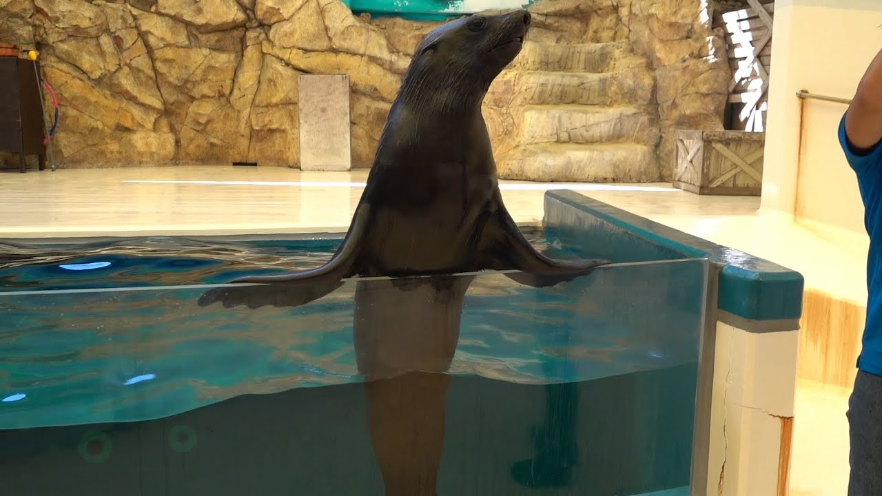 アシカショー  鳥羽水族館  24.09.17