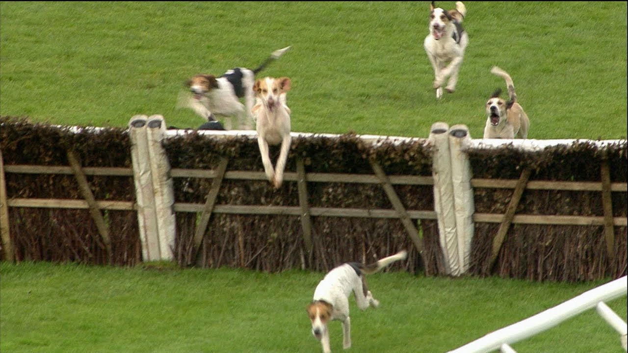 Some amazing jumps by these hounds - and a great finish too! #horse #horseracing #racingtv
