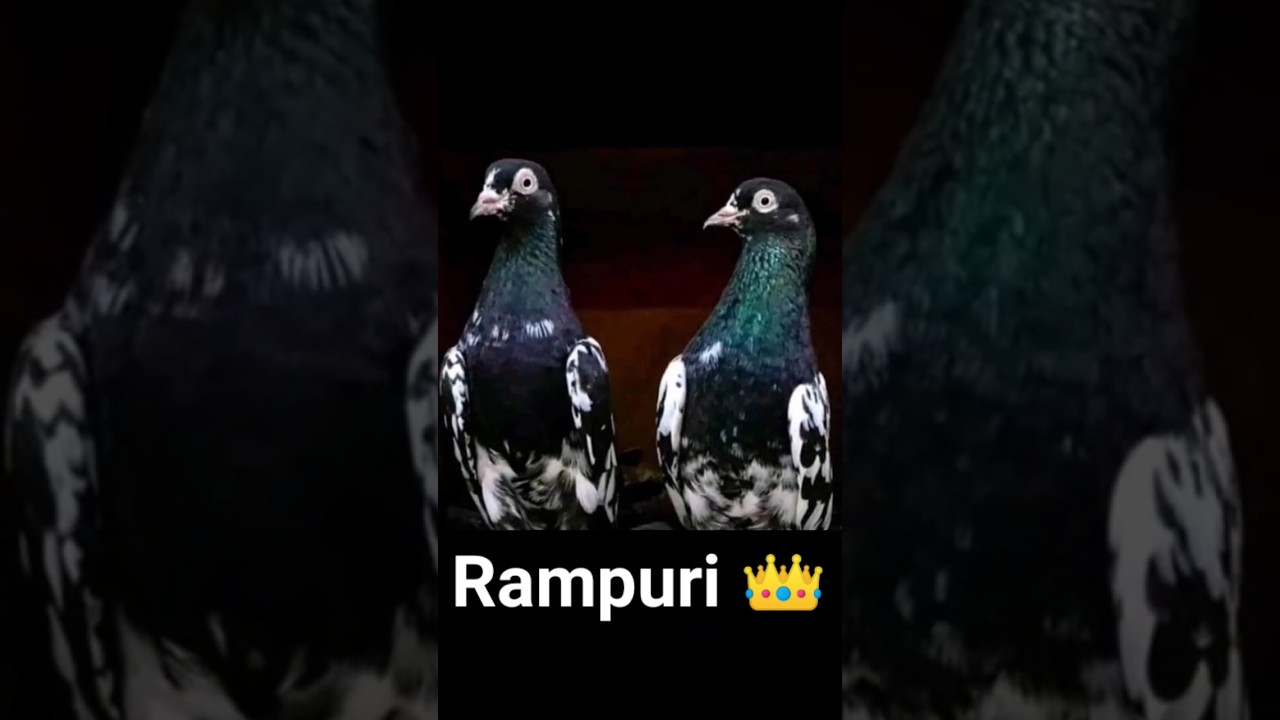 Rampuri kabutar #pigeon #bird #kabootar