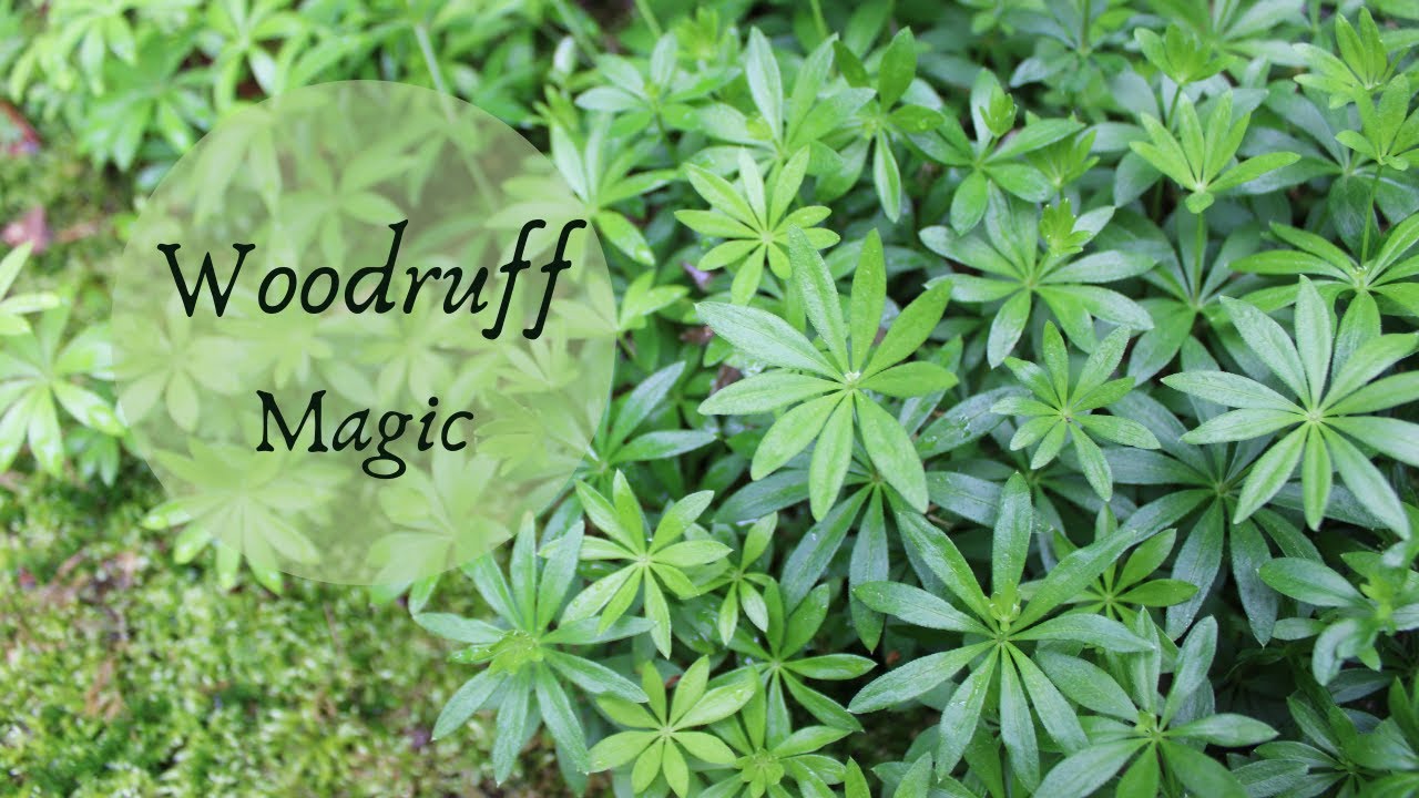 The Magic of Woodruff