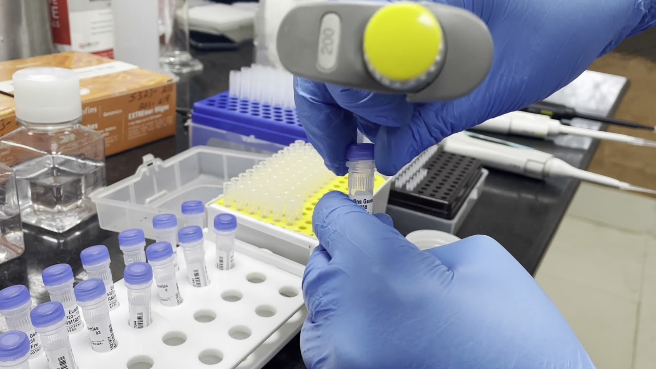 How to dilute primers for PCR (working stock solution) and prepare stock from lyophilized primers.