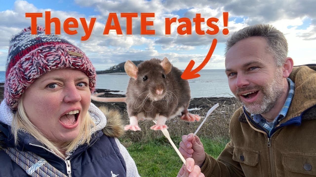 They ate rats in Looe, Cornwall!