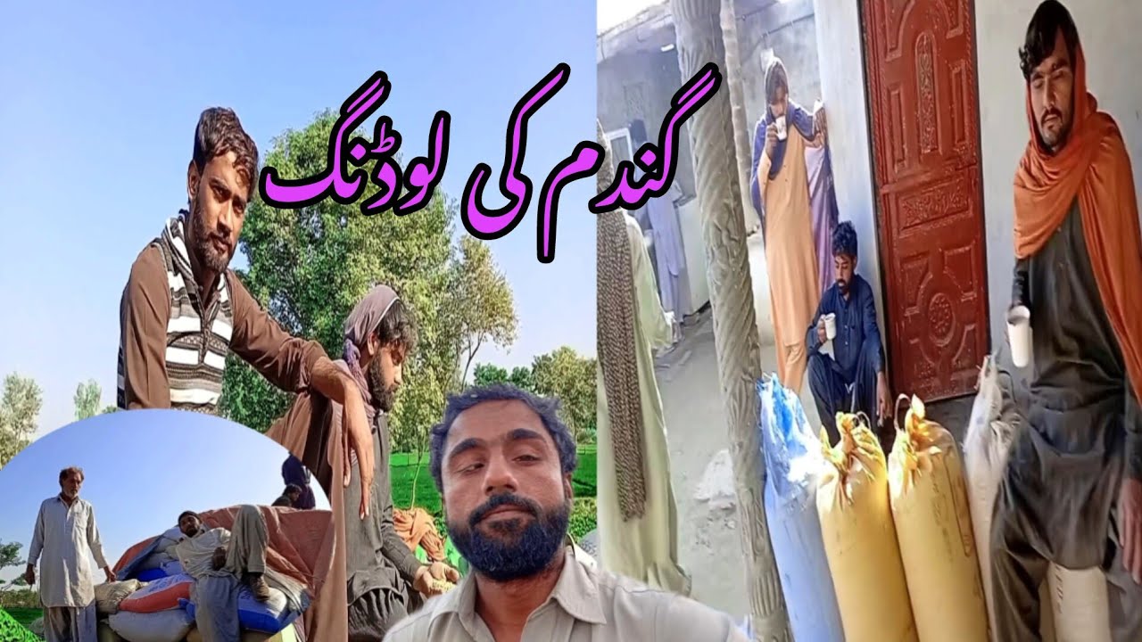 Wheat loading گندم کی لوڈنگ