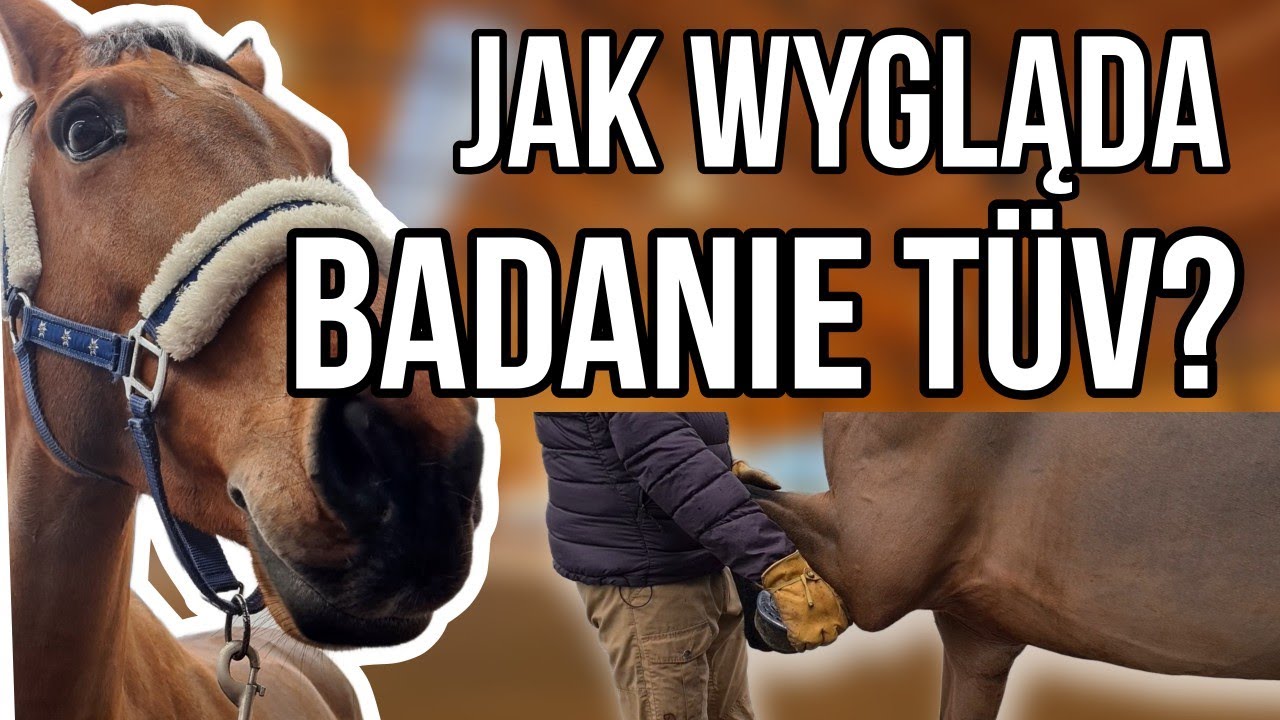 JAK WYGLĄDA BADANIE TUV KONIA? VLOGMAS HORSEONBOARD