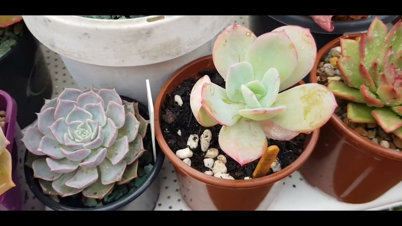 Suculentas mostrando lindos colores  en Invierno 💕🌵🌸💕💜