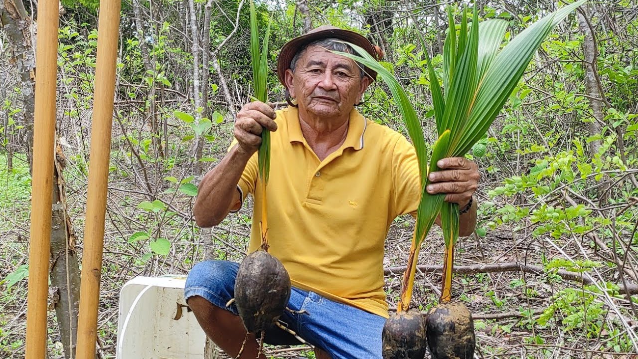 VAMOS ALI PLANTAR ESSES COQUEIROS. 