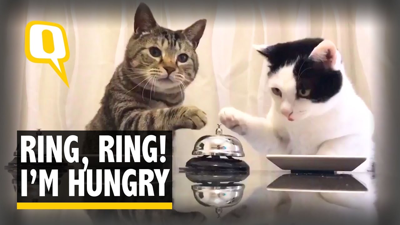 The Quint: Ring Ring! These Hungry Cats Can&rsquo;t Get Enough Food