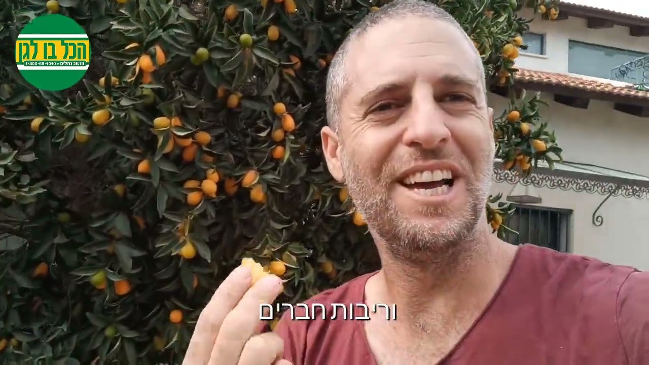 עץ תפוז סיני קומקווט משובח ומלא בפרי