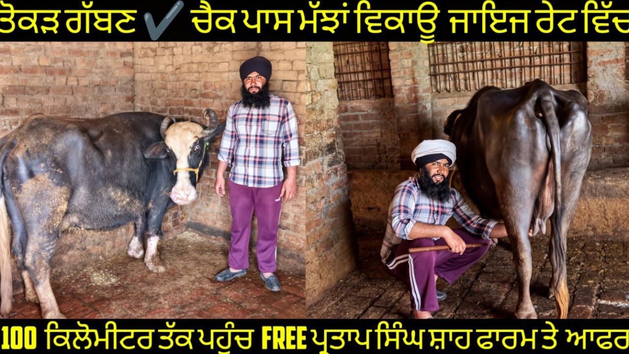 #ਤੋਕੜ ਗੱਬਣ ਮੱਝਾਂ #ਸੱਜਰ ਸੂਈ ਮੱਝ ਵਿਕਾਊ 6 buffalos for sale #best #qulity #bufflo #sale #viralvideo 