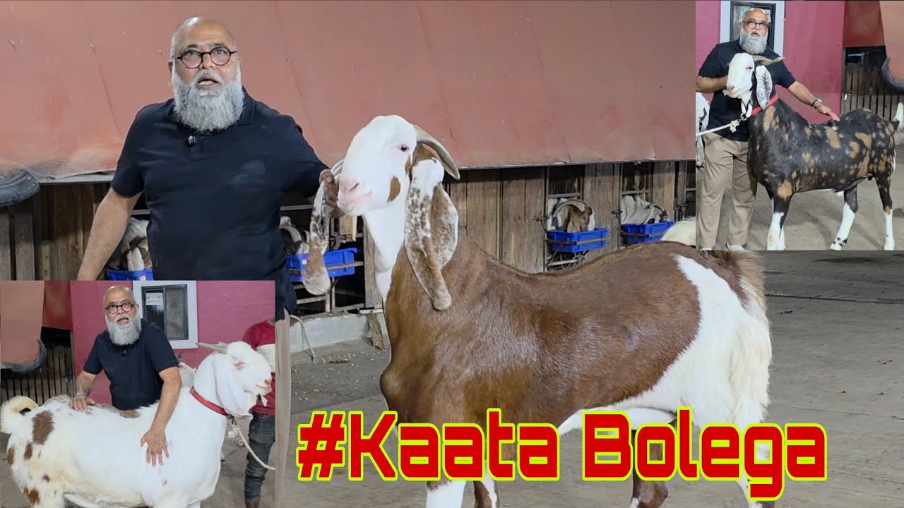 Bakre Ko Khilana Aana Chahiye | 150 Kg Ke 100 Bakre Dikha Sakta Hun Aaj | JD Goat Farm Imran Bhai.