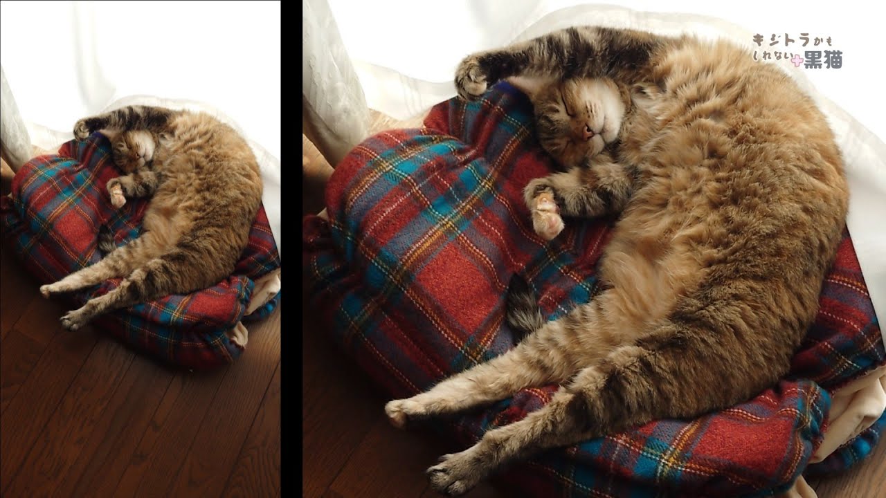 窓ガラス越しの日光浴はビタミンＤが生成されにくいらしい（訳：猫の為にも早く暖かい季節になってください）