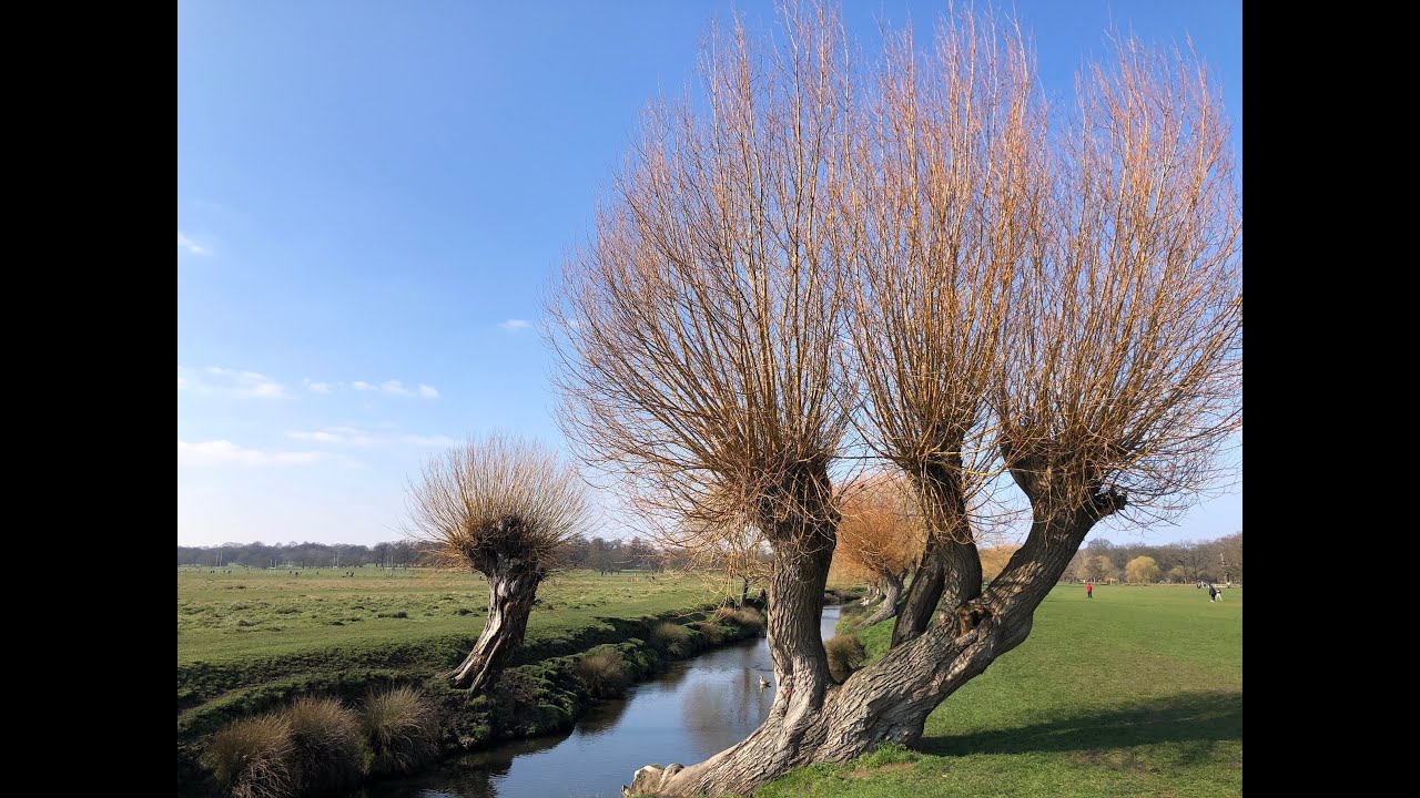 Beverley Brook Walk: Stoneleigh To Barnes & Barnes Trail