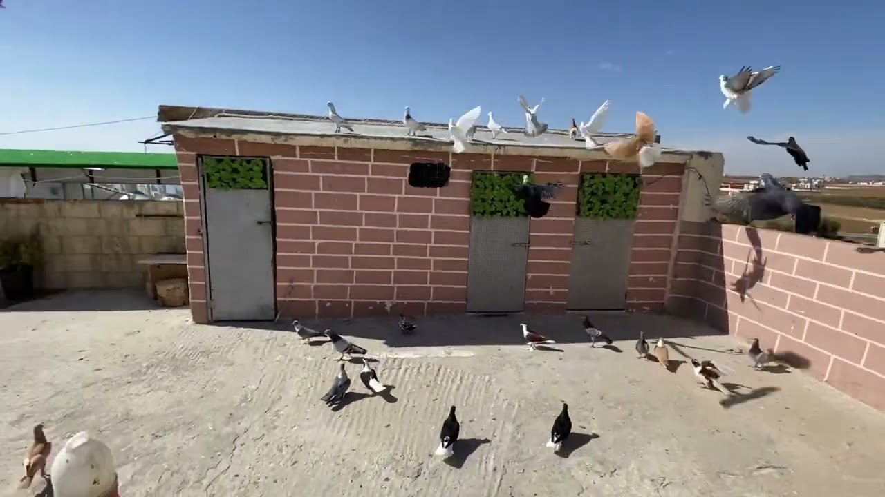 اقوي طير نمسك عليه لليل 🤯