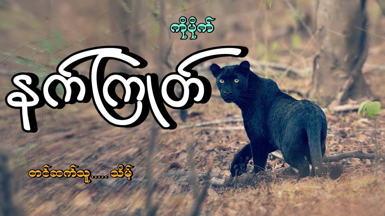 #နက်ကြုတ်#မုဆိုးကြီးကိုပိုက်#ကိုပိုက်#မုဆိုးဝတ္ထု#သိမ့်