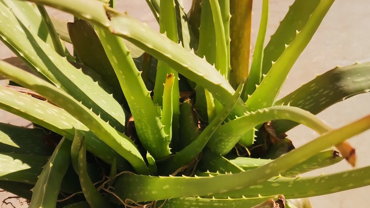 Healthy Aloe Vera Plant in Sunlight