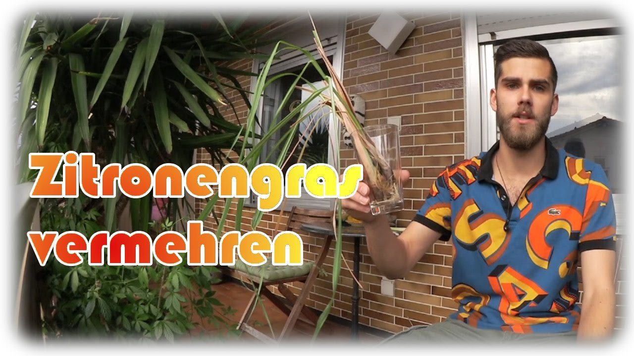 ZITRONENGRAS anpflanzen und vermehren | Zitronengras anbauen #1