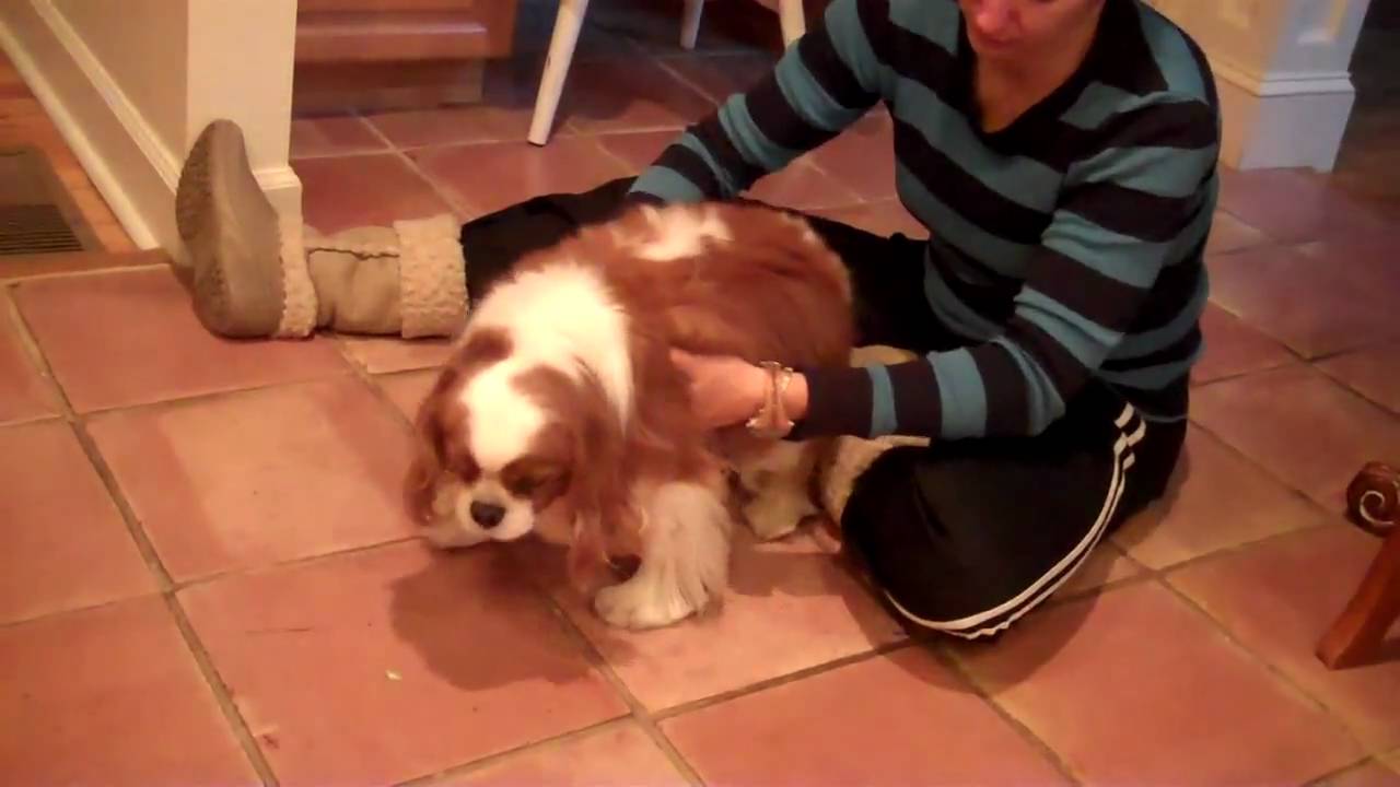 Tristan 3 syringomyelia