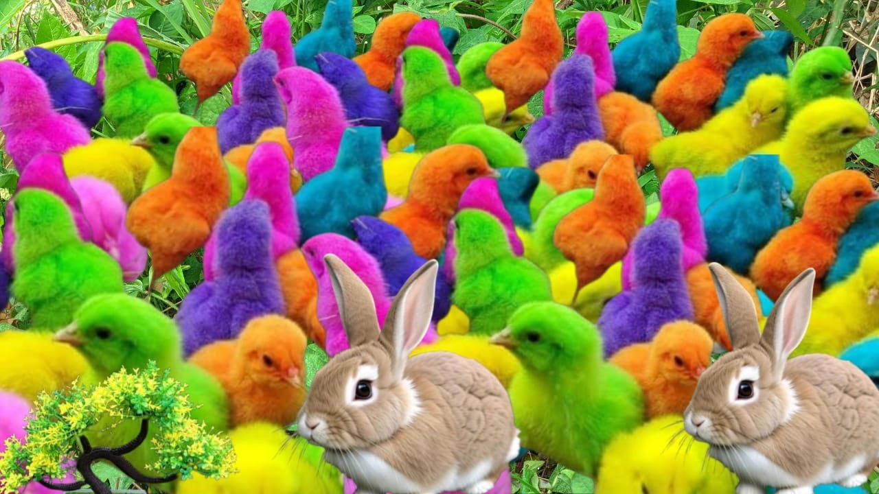 CUTE AND COLORFUL CHICKS ADVENTURE || CATCH THE FUNNY RAINBOW CHICKS ,DUCKS,RABBIT🐤🐣#1million