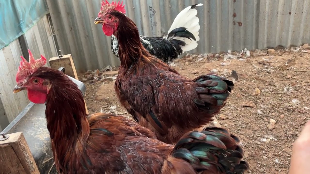 การเลือกสายพันธุ์ไก่ไข่ #ไก่ #ไก่ไข่ #เลี้ยงไก่ #ไก่โรดแดง #ไก่ไข่อารมณ์ดี #ไก่เล็กฮอร์น #ไก่บาร์พลี