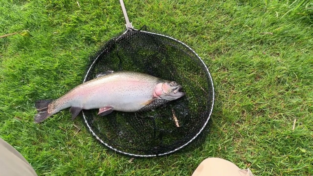 #86 :Avington Trout Fishery Clear Water and Monster Trout